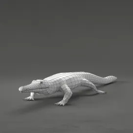Crocodile
